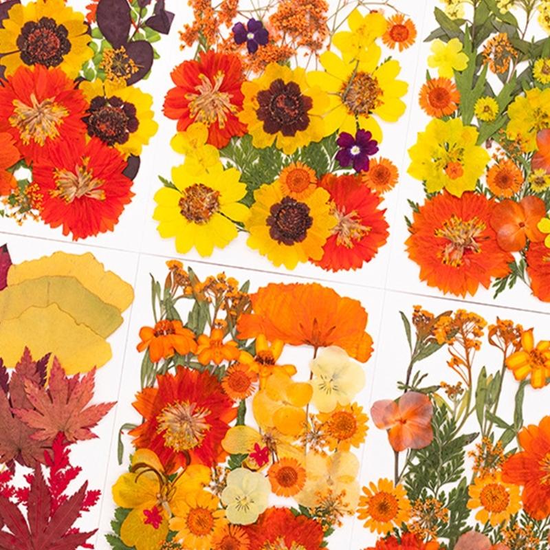 Natural Pressed Dried Flower F - Resin Craft Ideas review and price