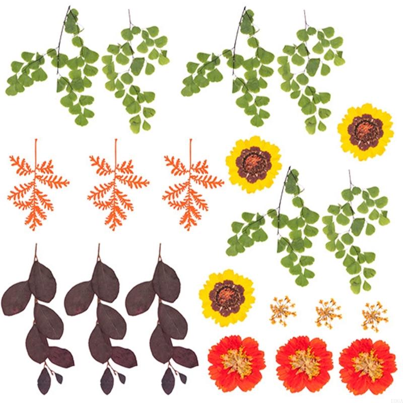Natural Pressed Dried Flower F - Resin Craft Ideas review and price
